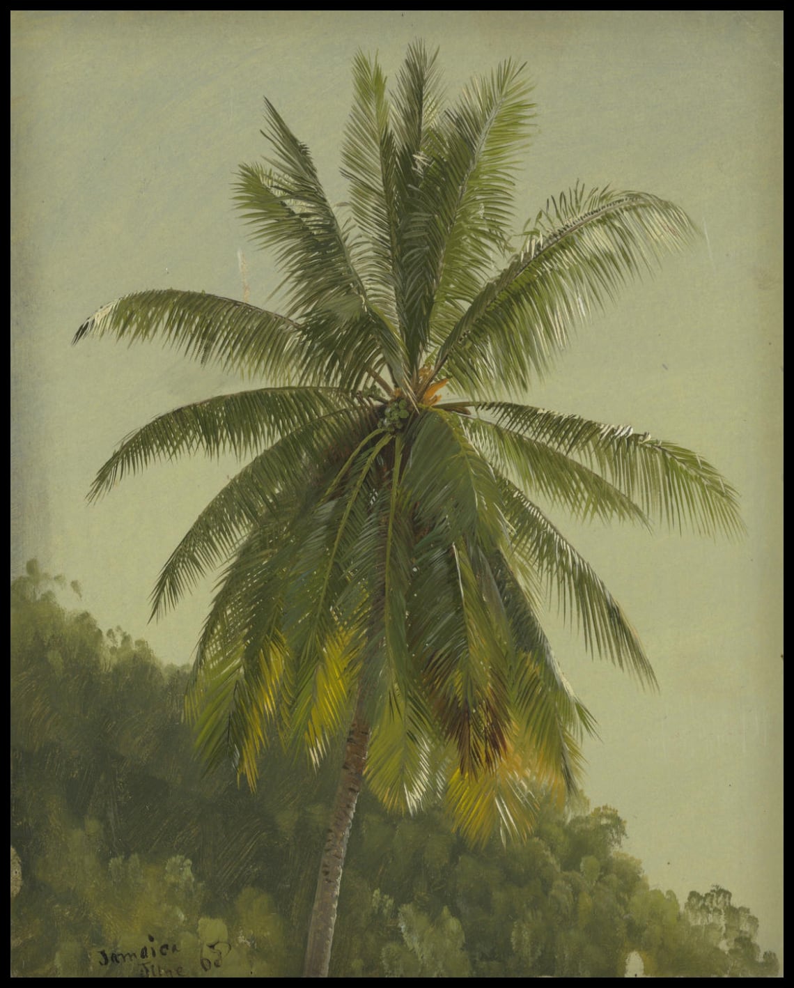 Palm Trees West Indies