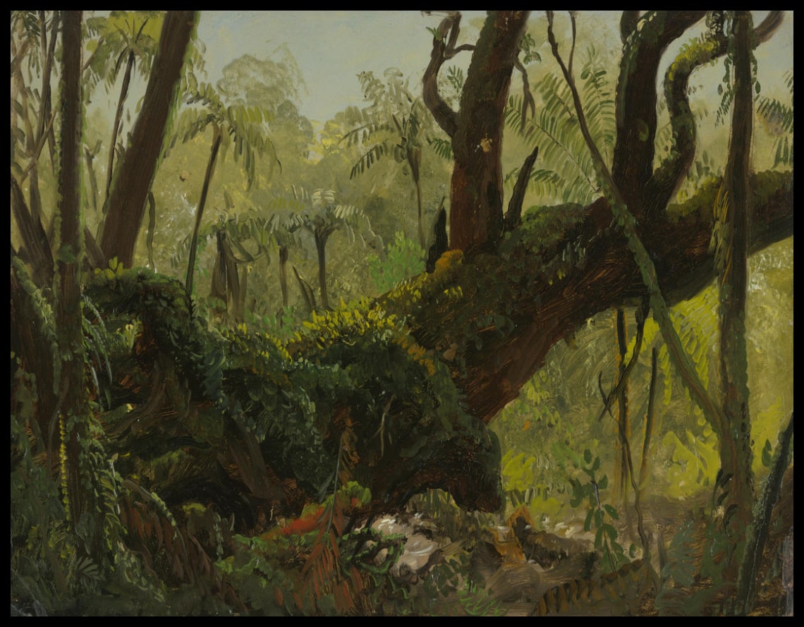 Rain Forest Jamaïque Antilles