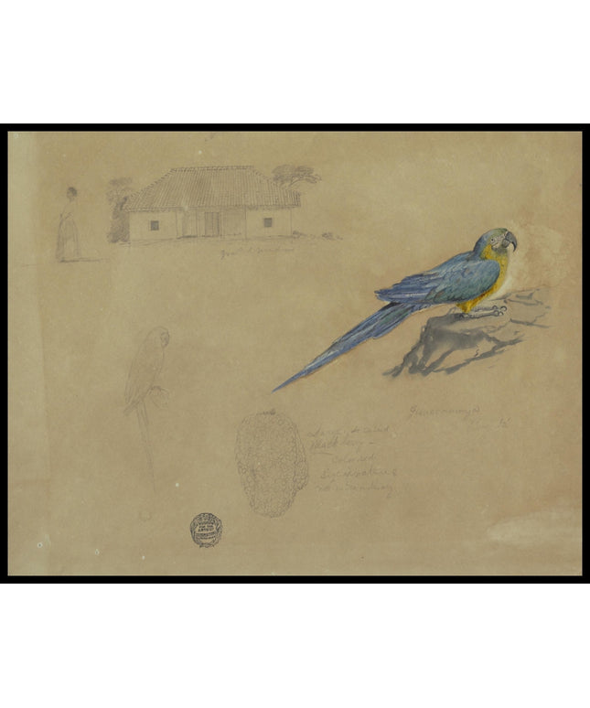 Study of Guacamaya, Bogotá, Colombia