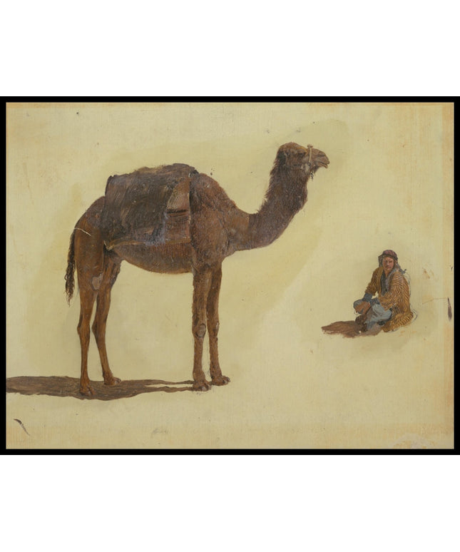 Study of a Dromedary