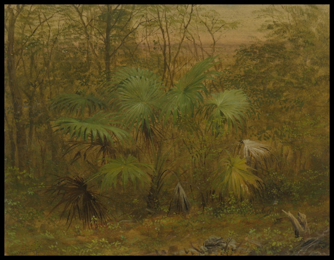 Thatch Palm Jamaïque