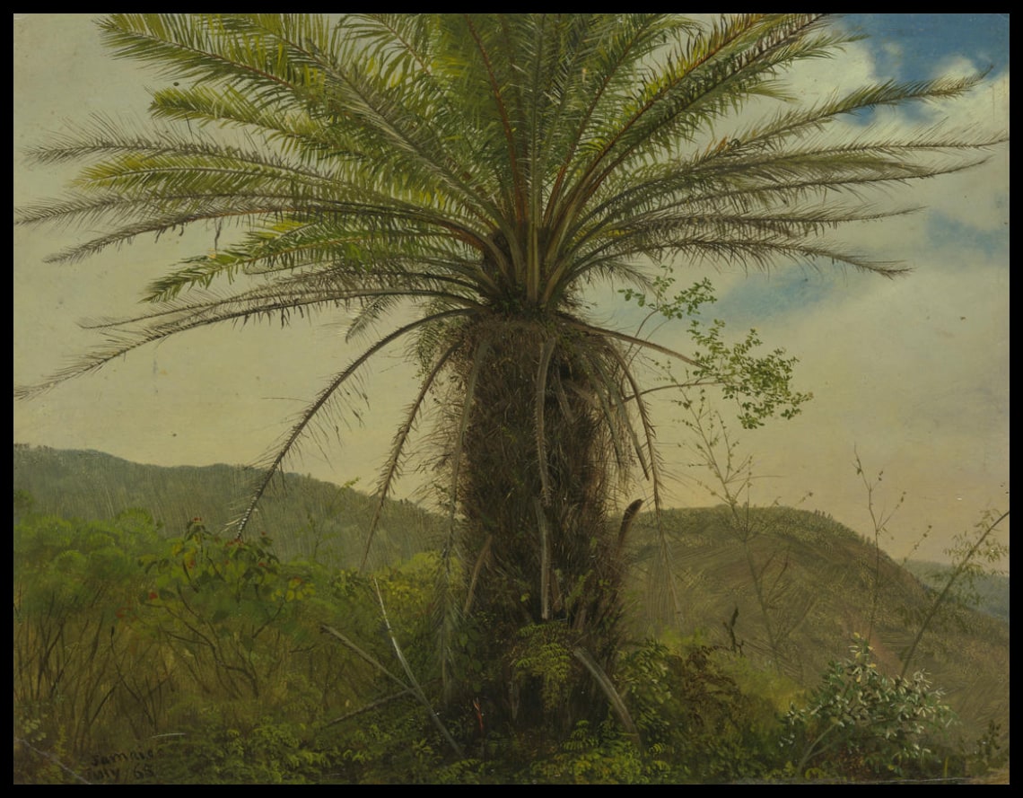 Tree Fern Jamaïque