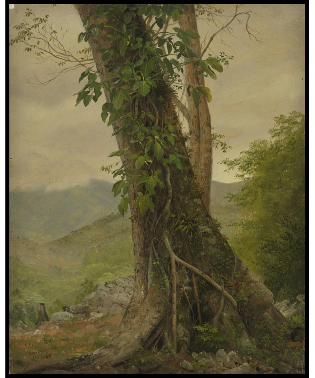Tree with Vines Jamaica