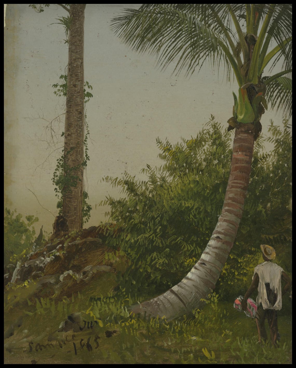Trees in Jamaica West Indies