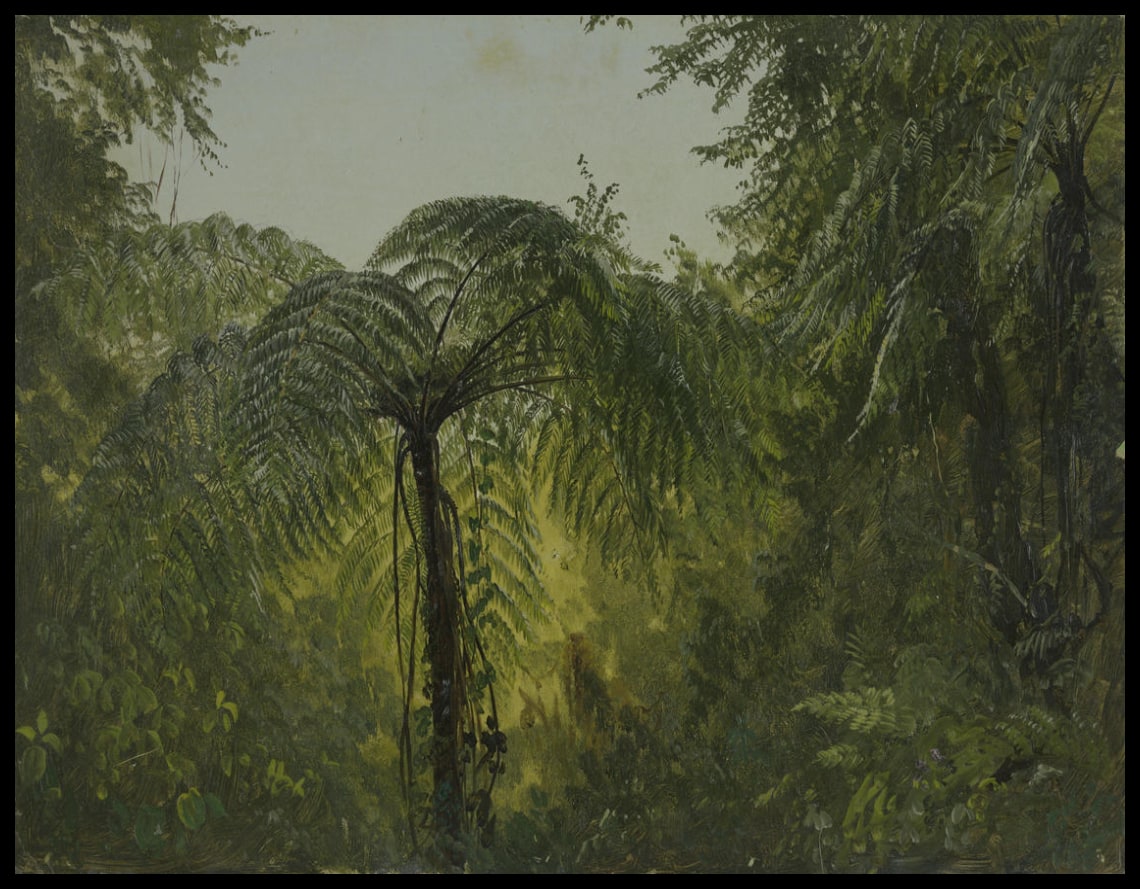 Paysage tropical