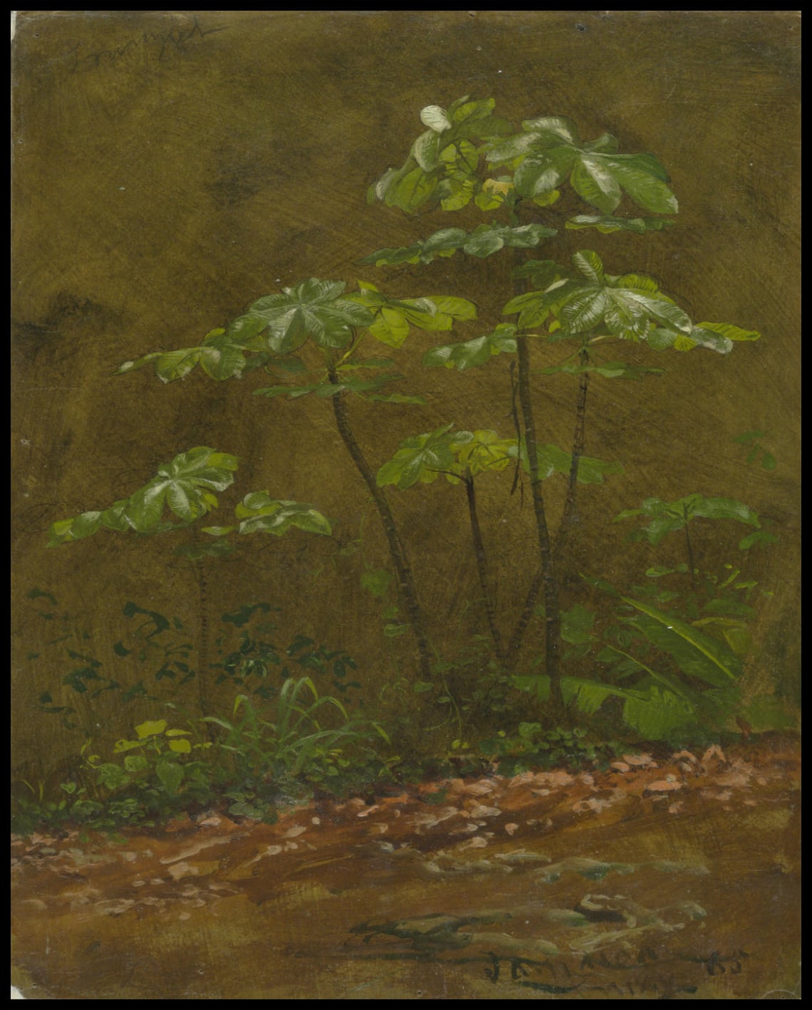 Arbre à trompettes