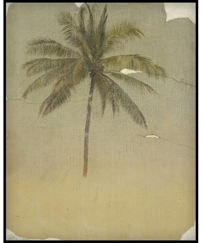 Trunk and Top of a Palm Tree