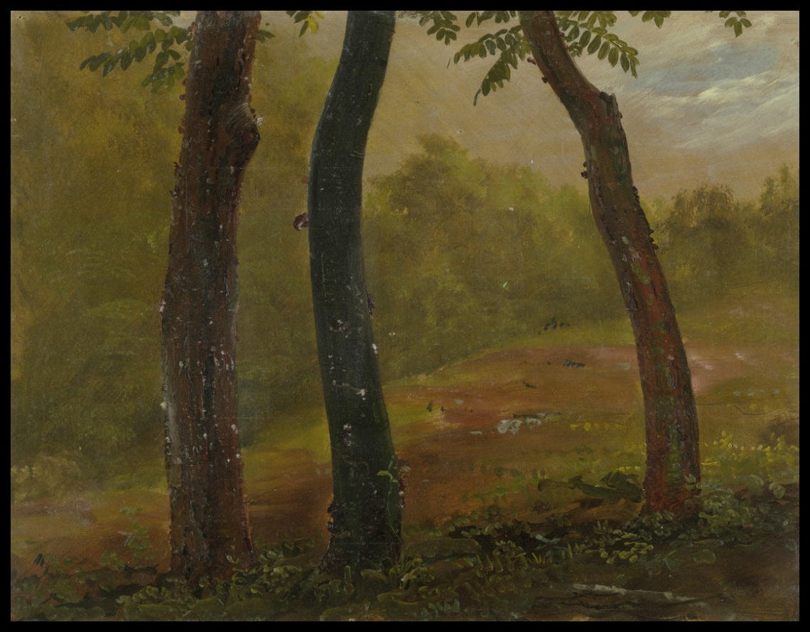 Woodland Scene Jamaïque
