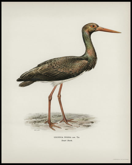 Ciconia Nigra Poster