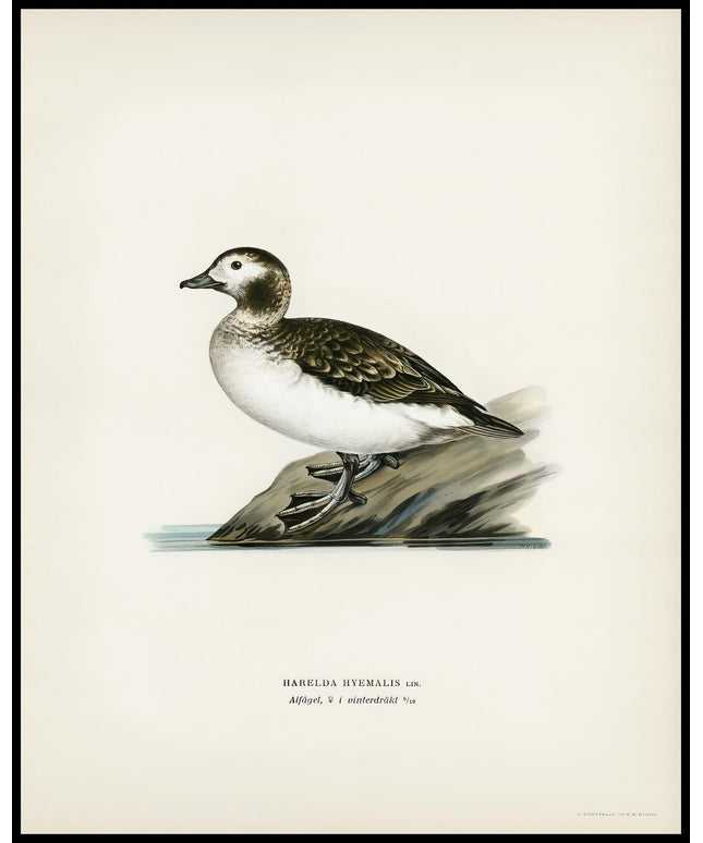 Clangula Hyemalis Poster