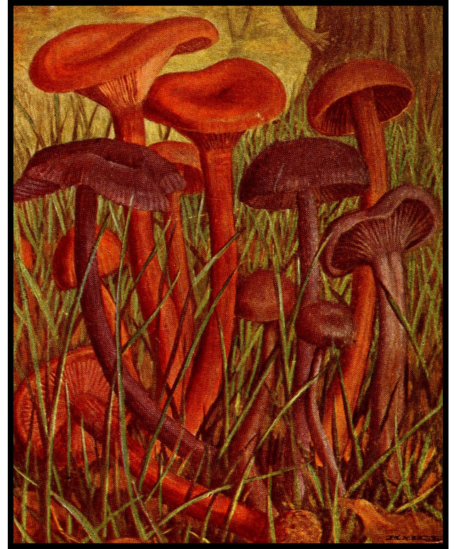 Clitocybe Laccata