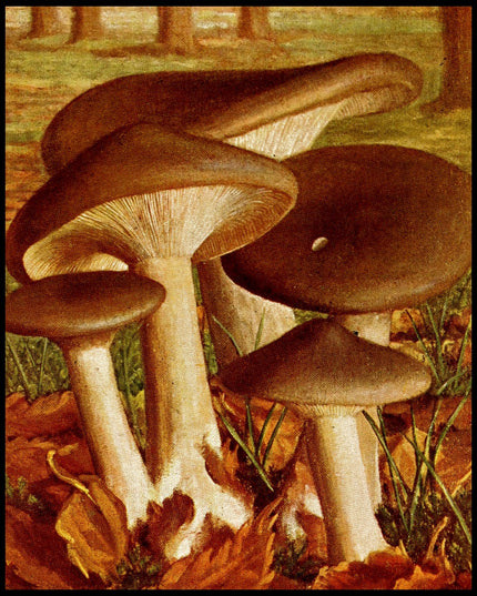 Clitocybe Nebularis