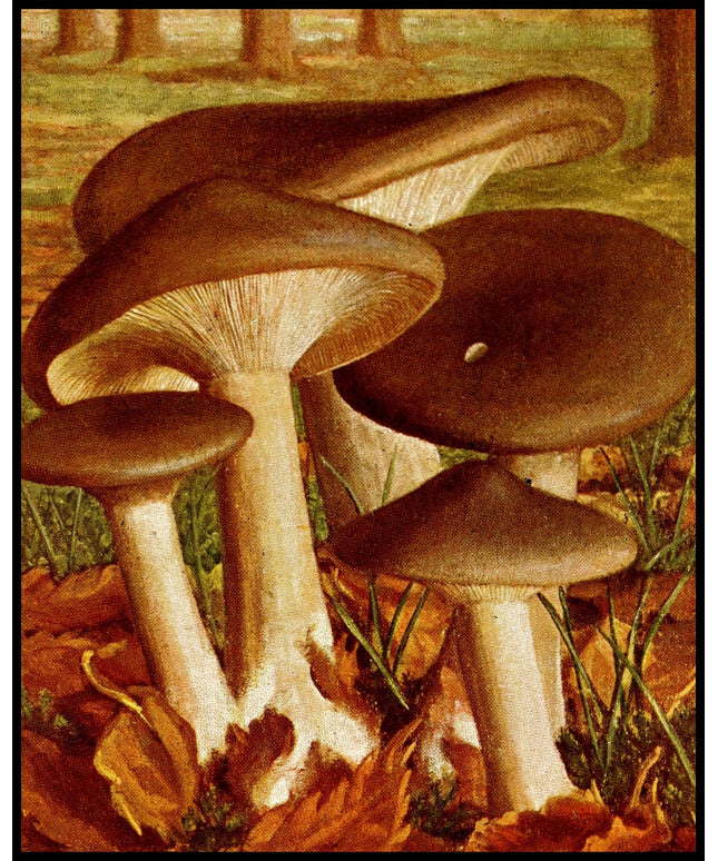 Clitocybe Nebularis