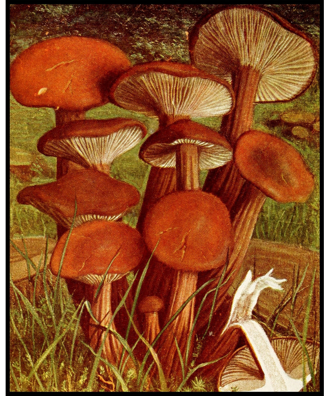 Collybia Fusipes