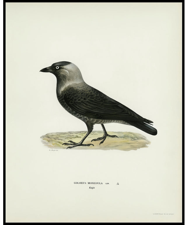 Coloeus Monedula Poster