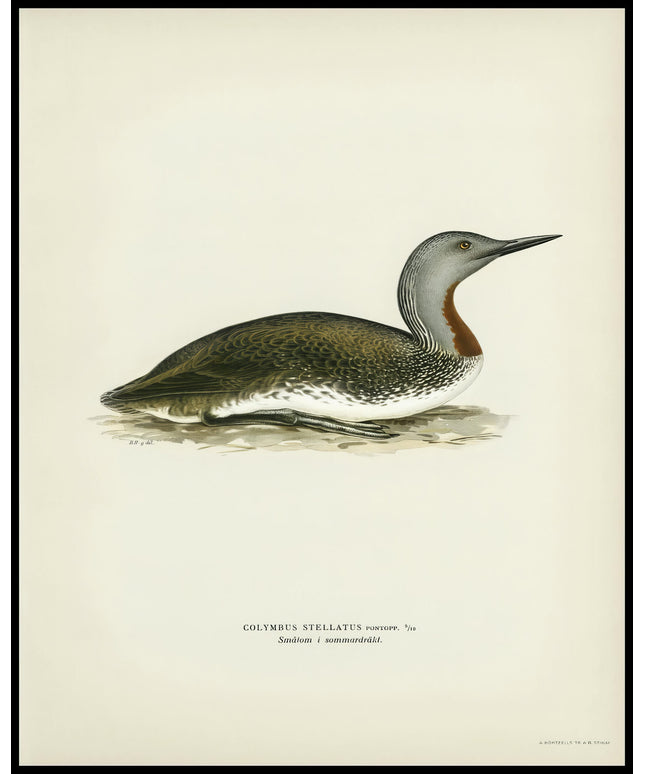 Colymbus Stellatus Poster