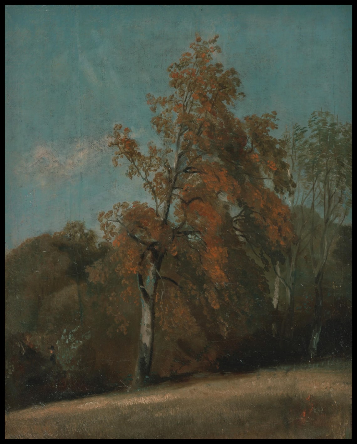 Study Of An Ash Tree