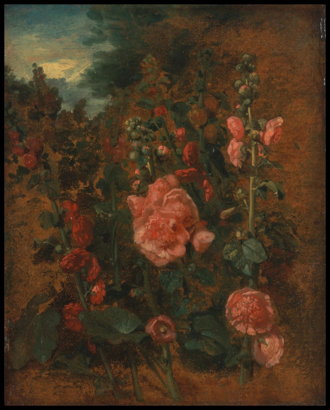 Study Of Hollyhocks