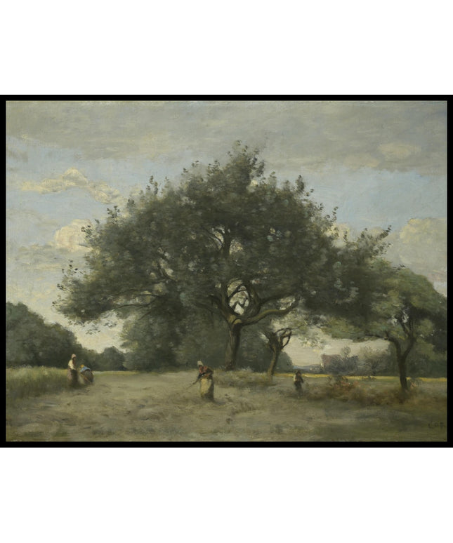 Apple Trees in a Field