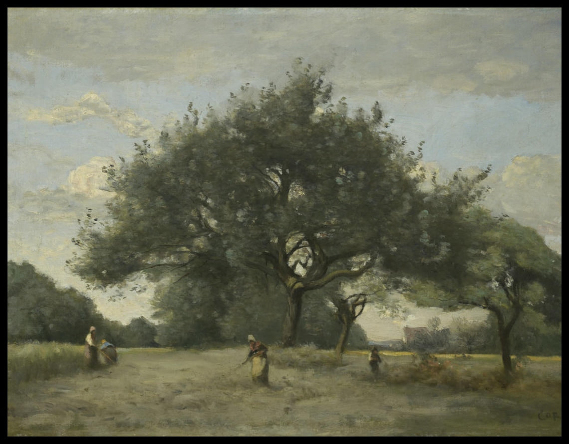Arbres à pommes dans un champ