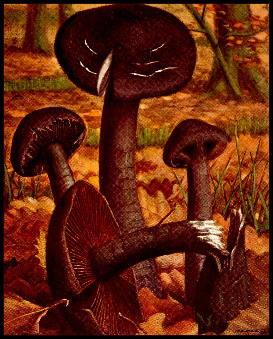 Cortinarius Violaceus