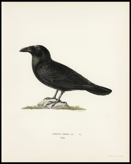 Corvus Corax Poster