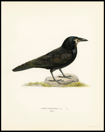 Corvus Frugilegus Poster