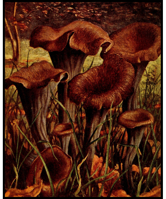 Craterellus Cornucopioides