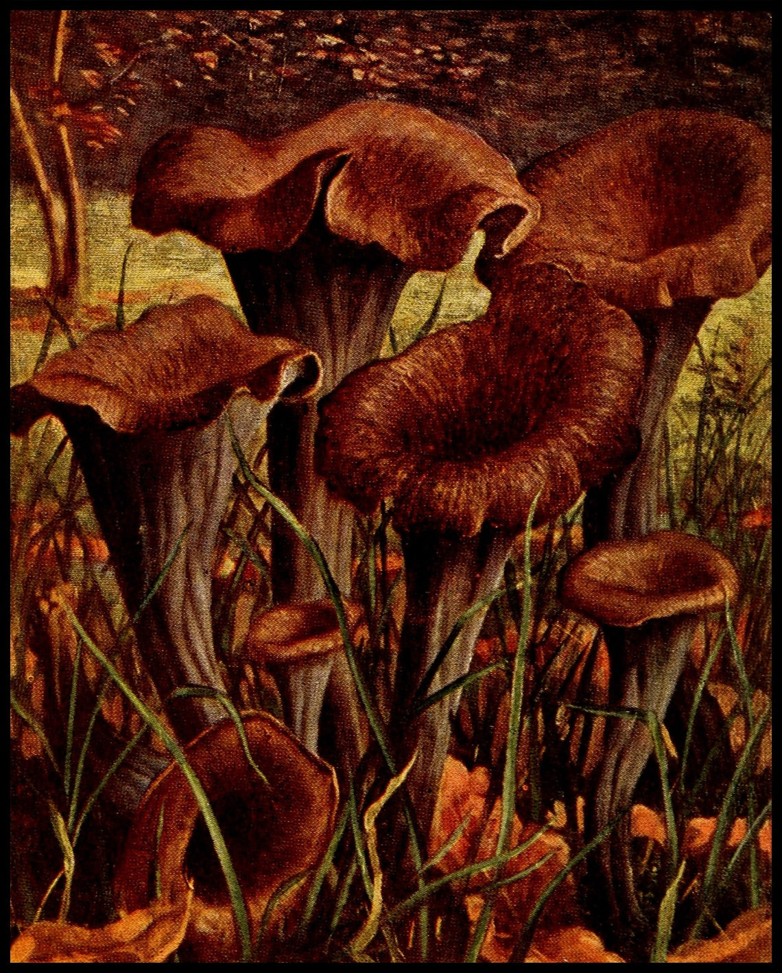 Craterellus Cornucopioides