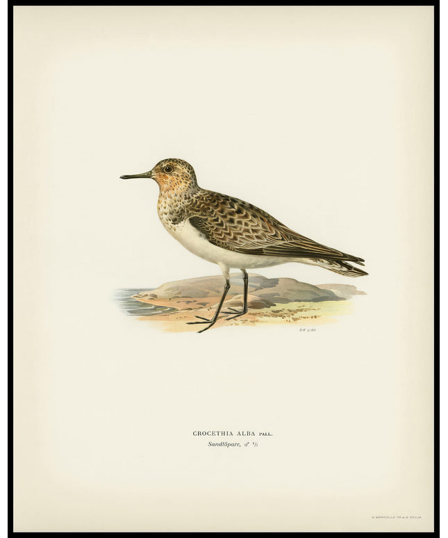 Crocethia Alba Poster