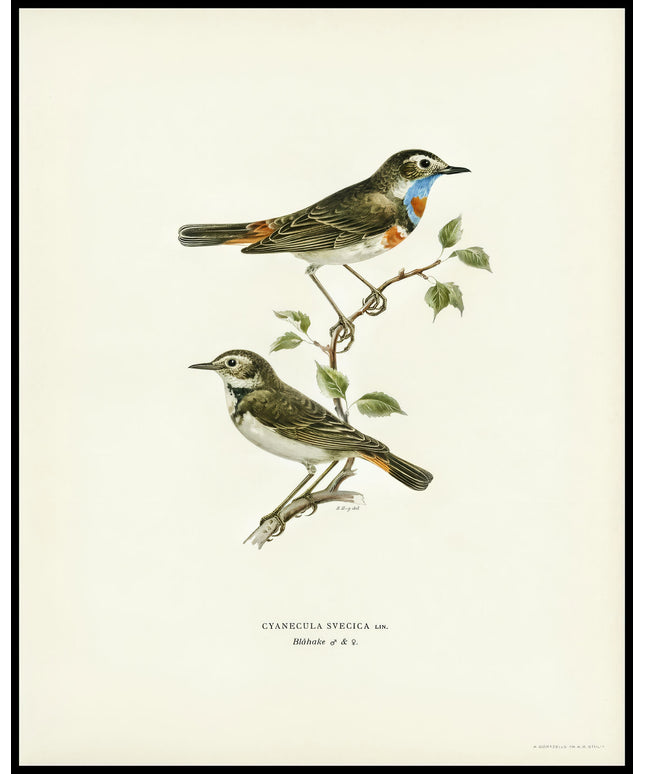 Cyanecula Svecica Poster