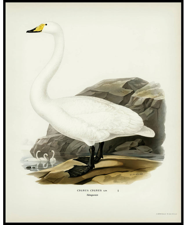 Cygnus Cygnus Poster