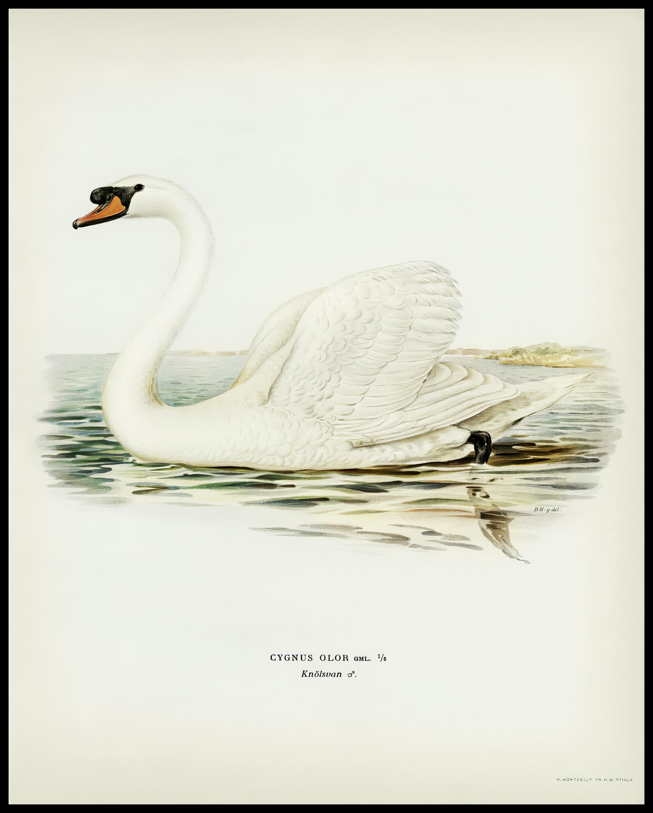 Cygnus Olor Poster