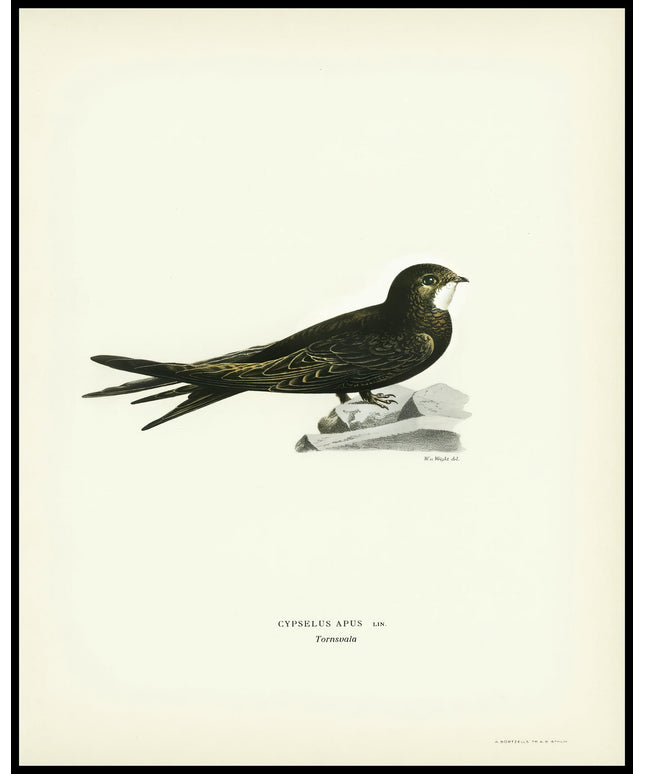 Cypselus Apus Poster