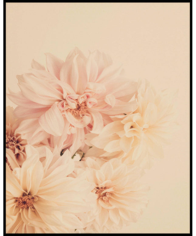 Ein Poster von zarten, pastellfarbenen Dahlienblüten.