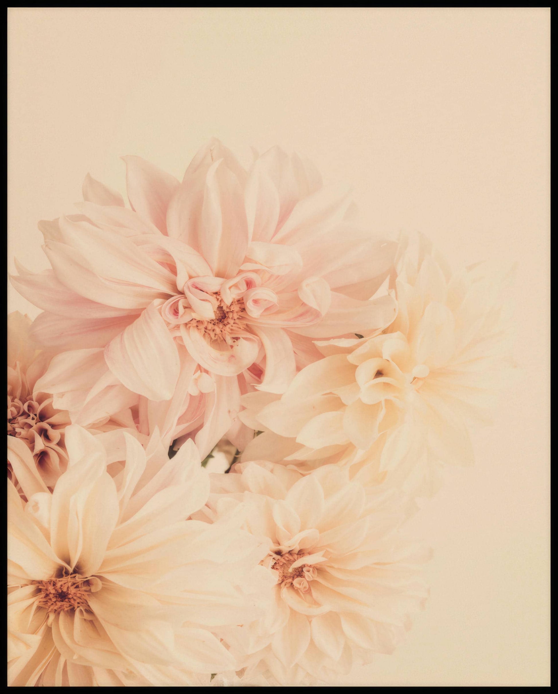 Ein Poster von zarten, pastellfarbenen Dahlienblüten.