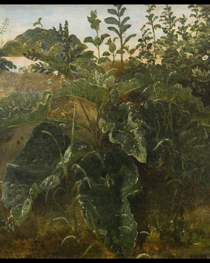 Foreground Study with Dock Leaves