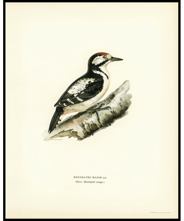 Dendrocopos Major Poster