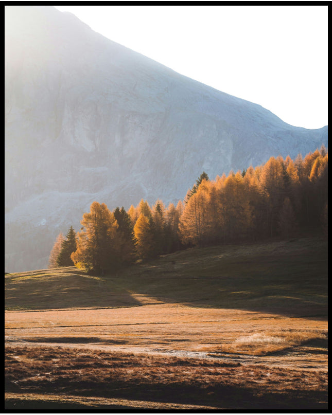 Ein Poster von einer Herbstlandschaft in den Dolomiten mit Bäumen im Sonnenlicht.