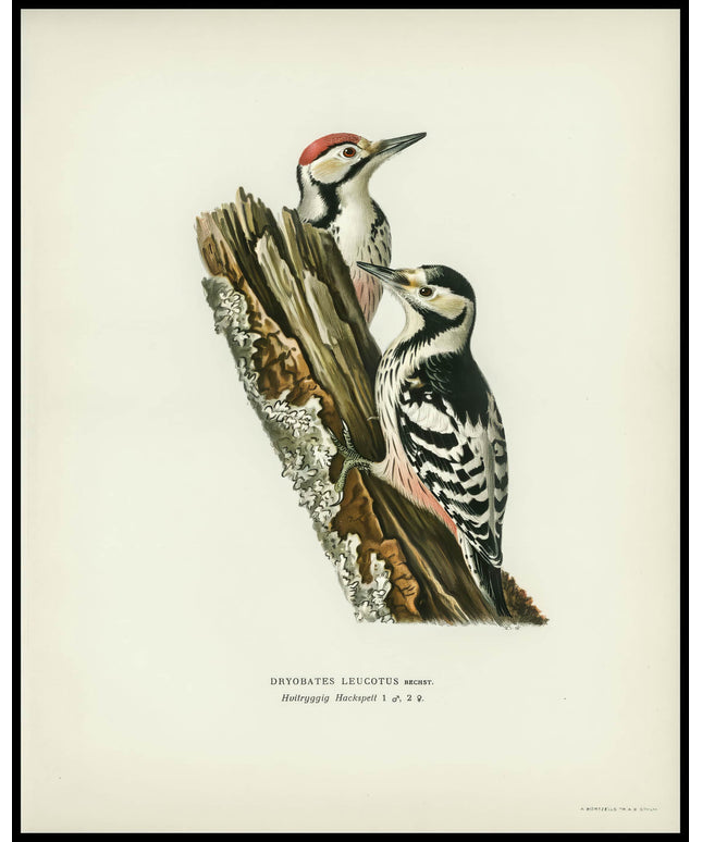 Dryobates Leucotus Poster