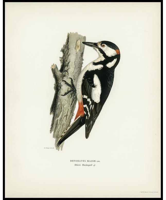 Dryobates Major Poster