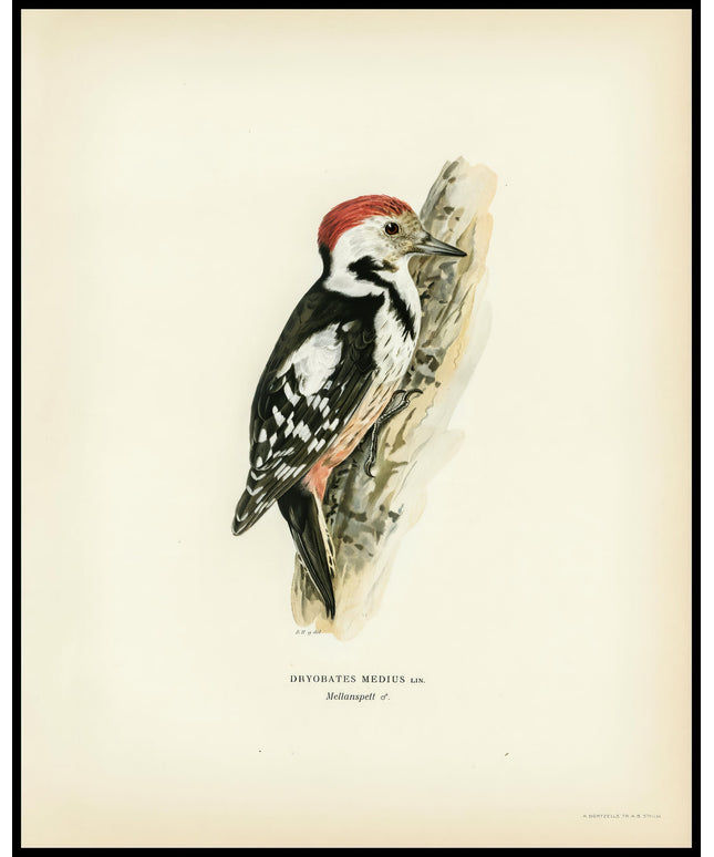 Dryobates Medius Poster