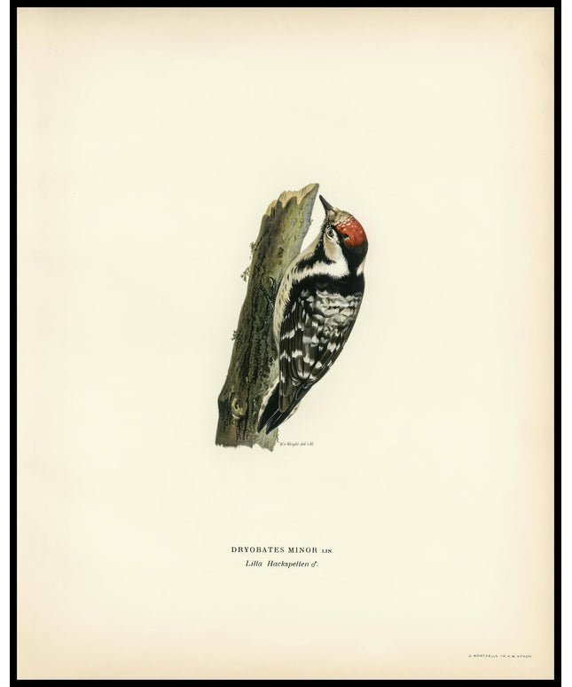 Dryobates Minor Poster