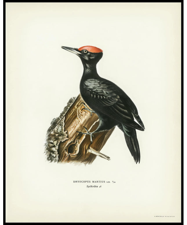 Dryocopus Martius Poster