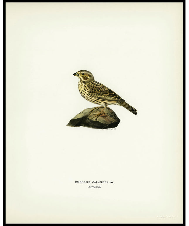 Emberiza Carlandra Poster