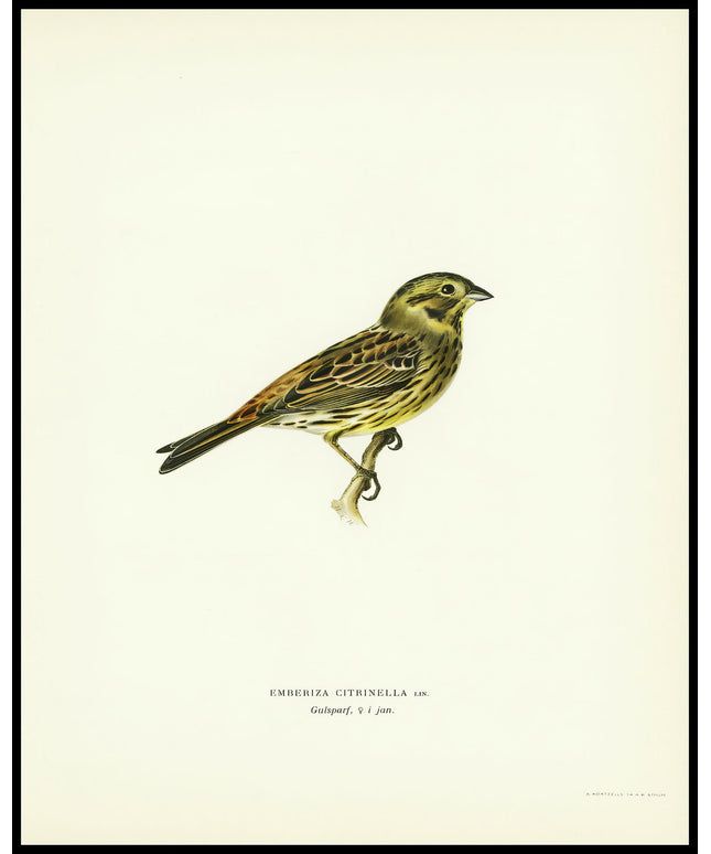 Emberiza Citrinella Poster