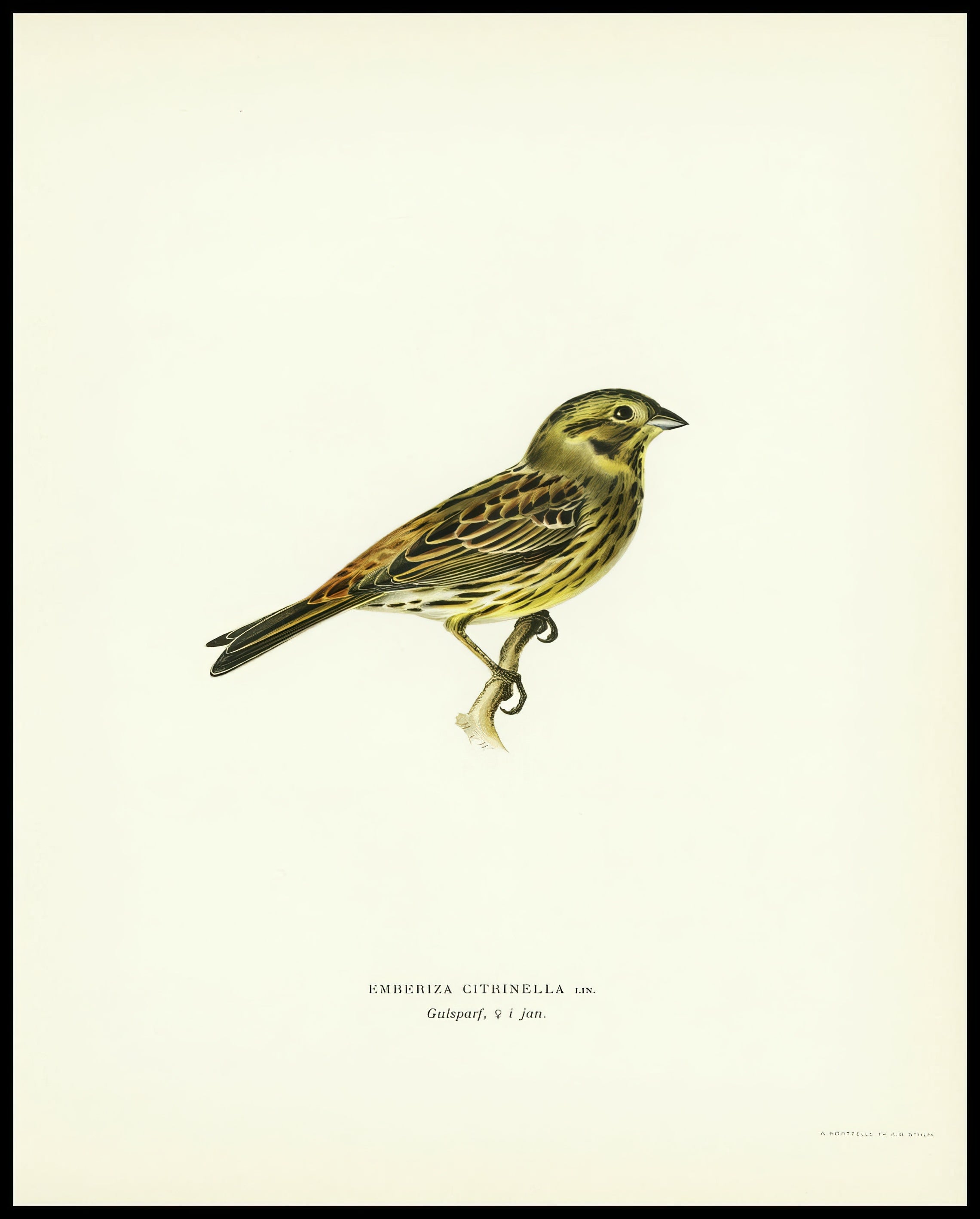 Emberiza Citrinella Poster