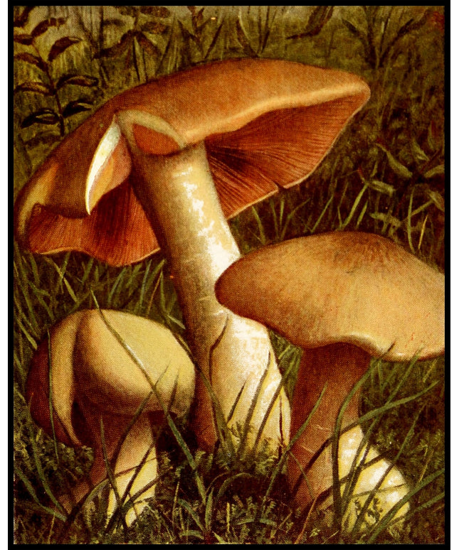 Entoloma Lividum