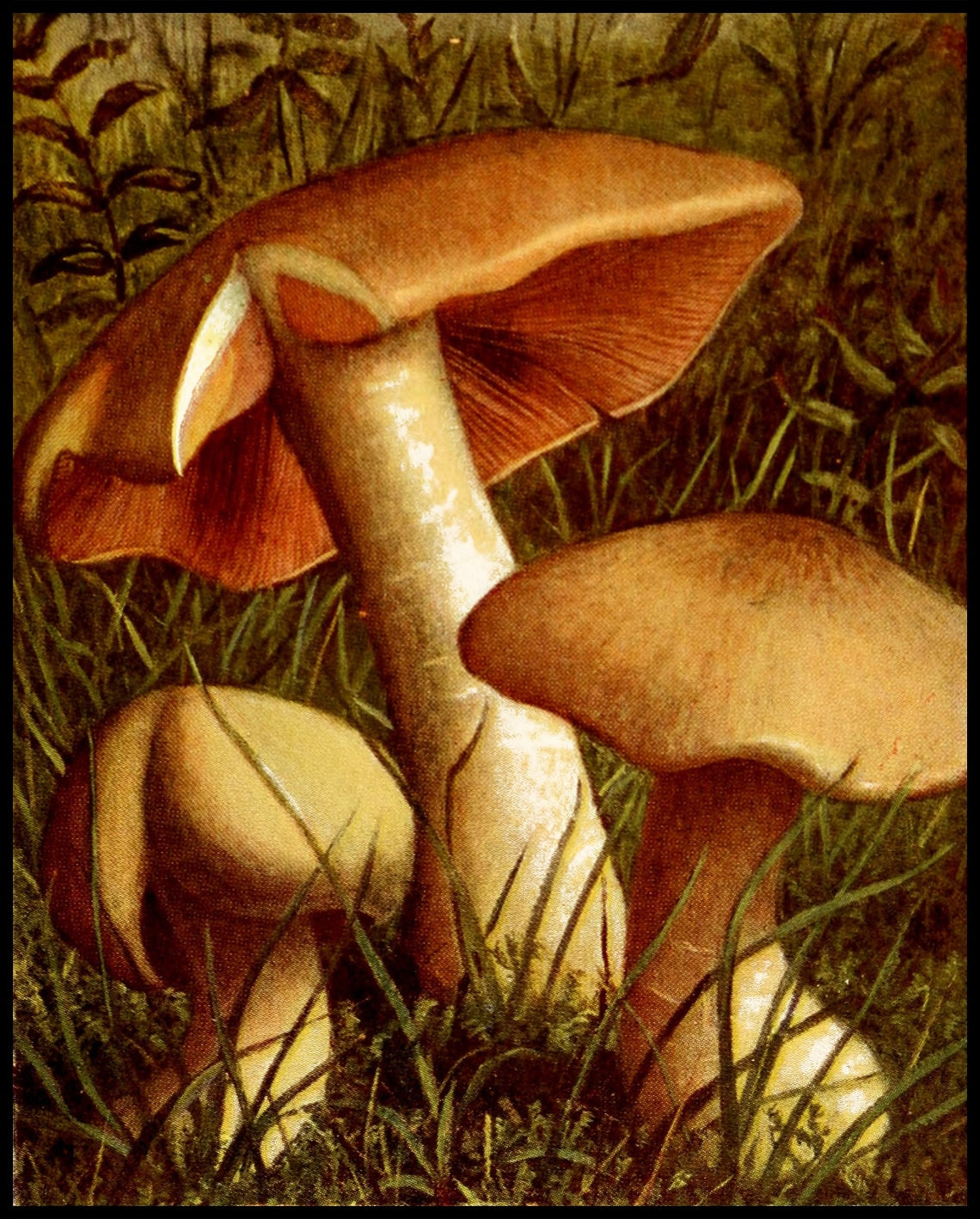 Entoloma Lividum