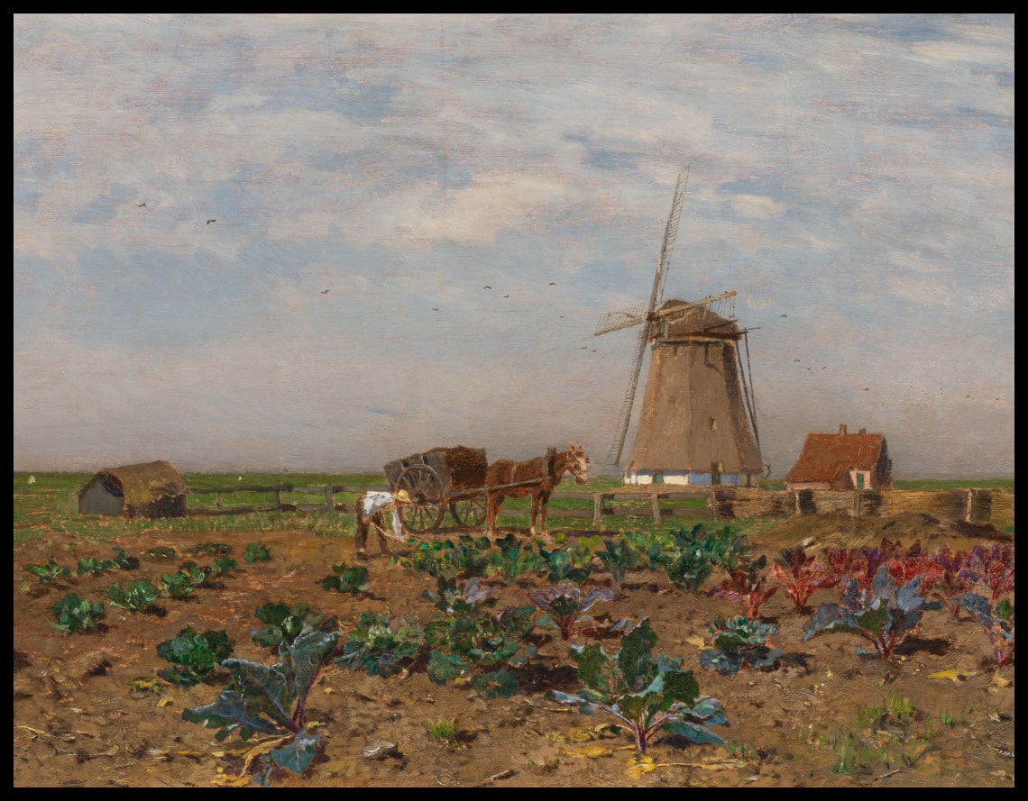 Rotkohlfeld in Holland